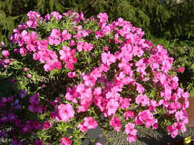 Phlox 'Tetra red'